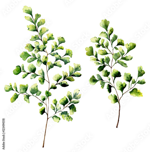 Watercolor maidenhair fern leaves and branches. Hand painted fern plants elements. Floral illustration isolated on white background. For design, textile and background. photo