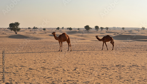 camels in the desert