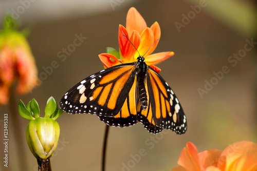 vlinder hangend photo