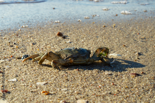 Krabbe am Strand