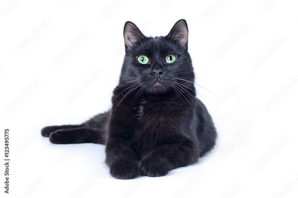 Obraz premium Black cat lying isolated on white background