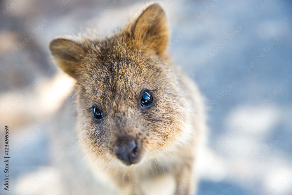 Quokka on Rottnest Island, Australia. Quokka on Rottnest Island, Australia.