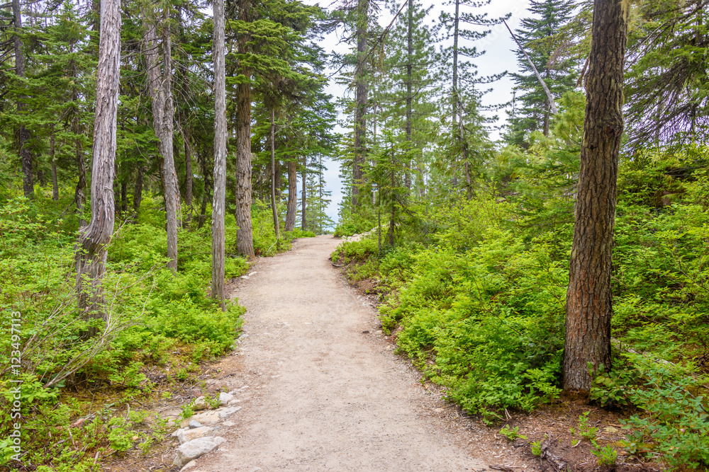 Fragment of Panorama Trail in Sea to Sky Gondola Park in Vancouver, Canada. Fragment of Panorama Trail in Sea to Sky Gondola Park in Vancouver, Canada.