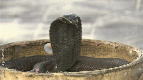 A cobra snake dancing for a traditional Snake Charmer, Morocco