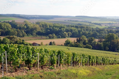 Vignes de l'auxerrois (Auxerre, Bourgogne, France)