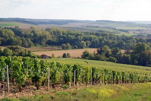 Vignes de l'auxerrois (Auxerre, Bourgogne, France) photo