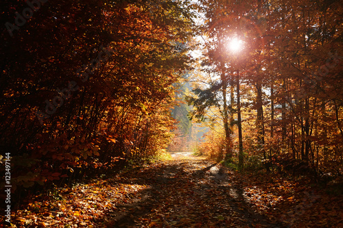 Road in autumn forest