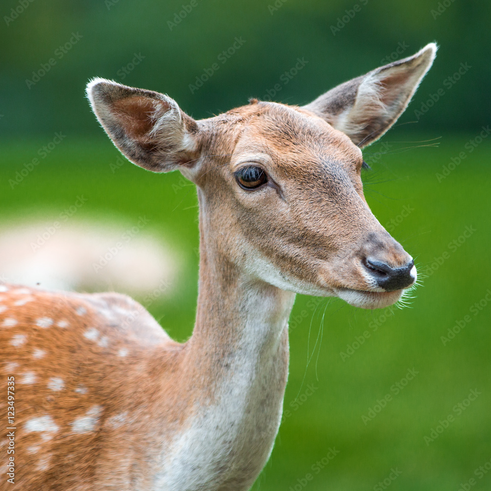 Damwild Damhirsch (Dama dama) Damwild Damhirsch (Dama dama)