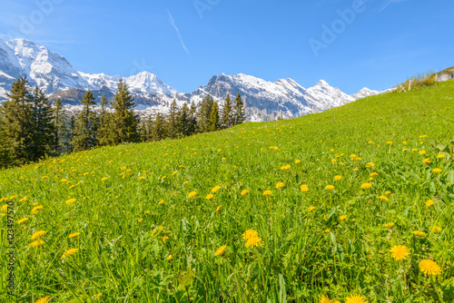 View of beautiful landscape in the Alps with fresh green meadows and snow-capped mountain tops in the background on a sunny day with blue sky and clouds in springtime. © karamysh