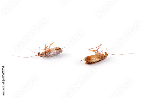 Single dead cockroach isolated © arybickii
