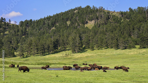 where the buffalo roam