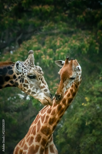 Giraffes in love