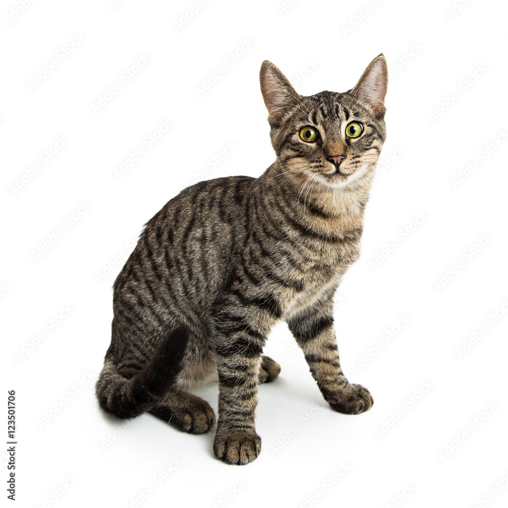 Brown and Black Tabby Cat Sitting on White