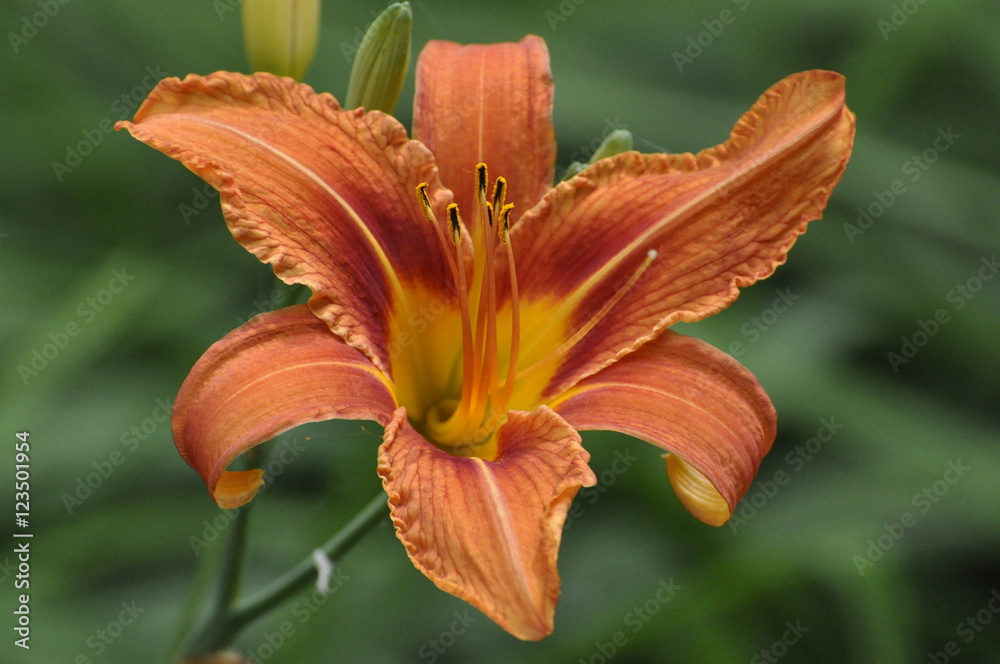 flower flower