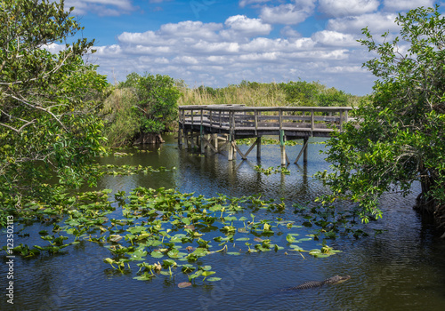 Florida Everglades Boardwalk with Alligator Swimming in Foreground photo