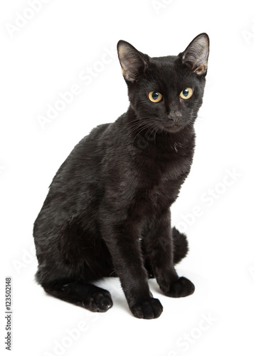 Cute Black Kitten On White Looking Forward