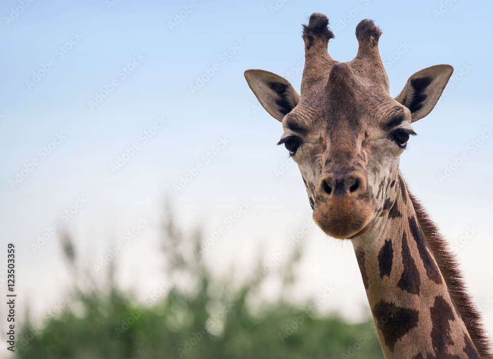 Obraz premium Portrait of a giraffe