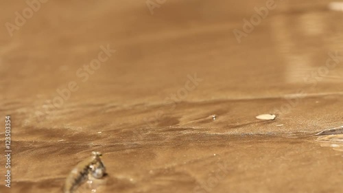 Fish. Mudskipper, amphibious fish that comes onto land photo