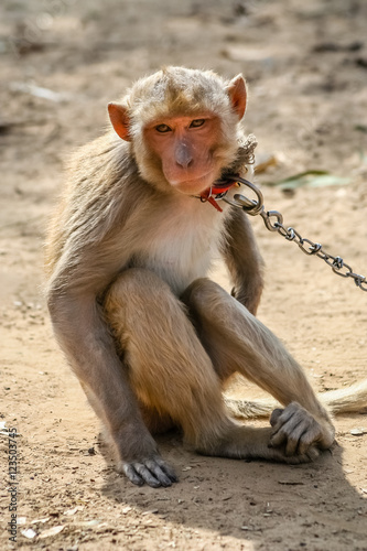 Wall Mural Small chained monkey