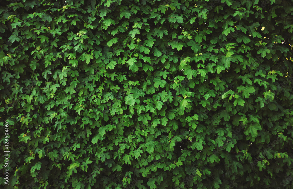 Fresh green leaves texture background Fresh green leaves texture background