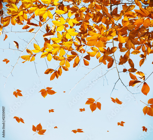 Beautiful autumn foliage on sky background.