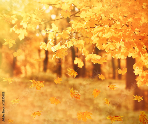 Beautiful autumn foliage background.