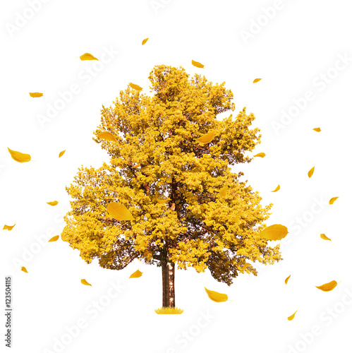 Big autumn tree and flying yellow leaves on white background