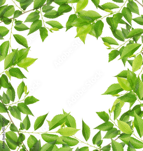 Green foliage frame on white background.