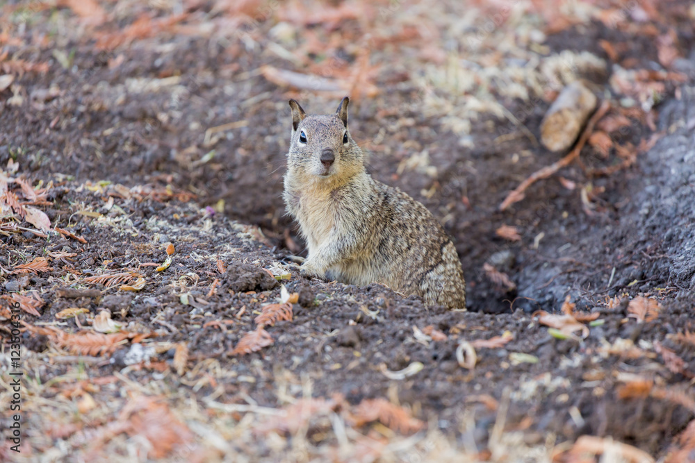 California Ground Squirrel Peeking Out from its Burrow. Santa Clara County, California, USA. California Ground Squirrel Peeking Out from its Burrow. Santa Clara County, California, USA.
