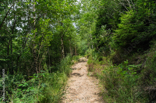 Steiniger Waldwanderweg zur Feigenbaumklippe; Naturpark Harz, Sommer