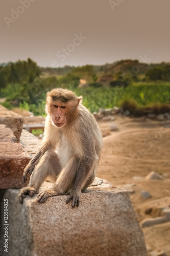 Wild macaque monkey © Pav-Pro Photography 