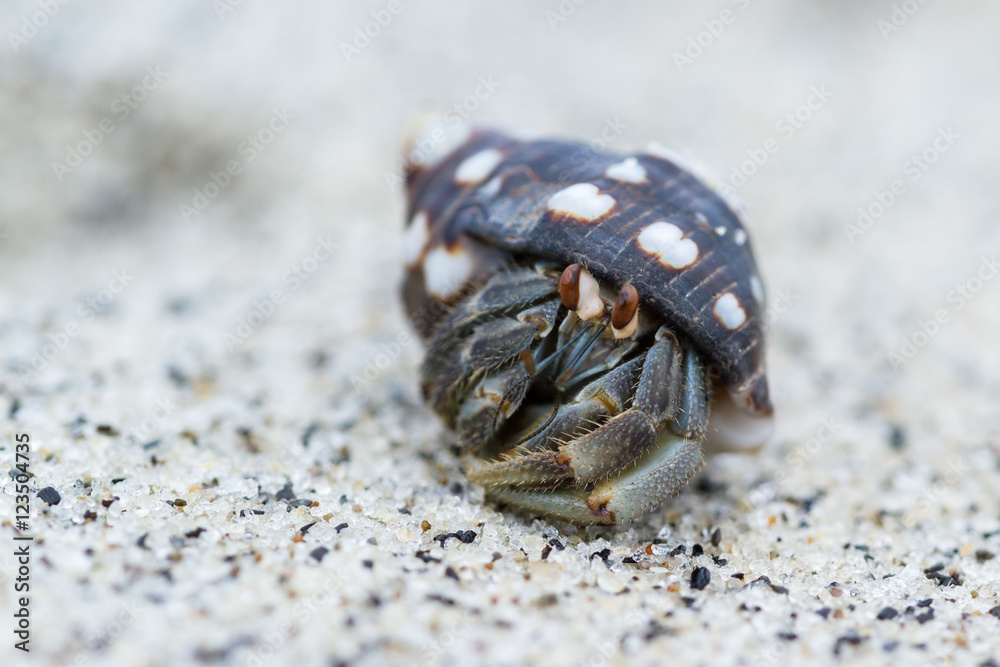 tropical hermit crab