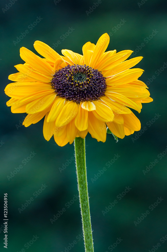 Obraz premium Yellow daisy