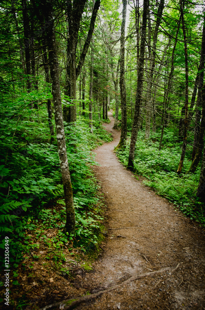 Obraz premium Trail