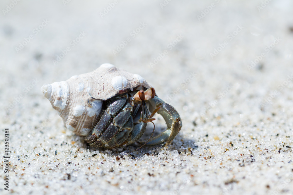 tropical hermit crab