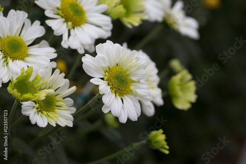 The Flowers