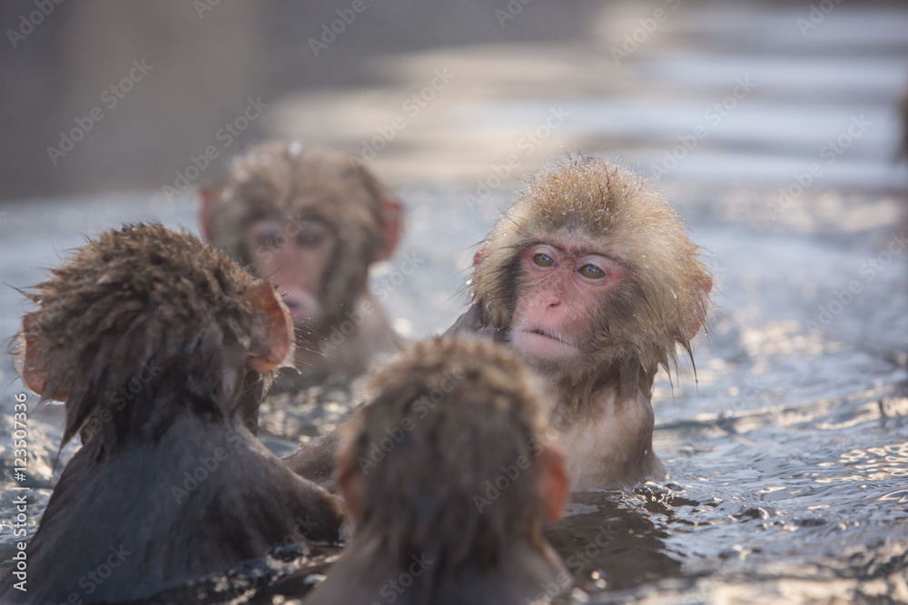 Naklejka premium Snow monkeys in a natural onsen (hot spring), located in Jigokud