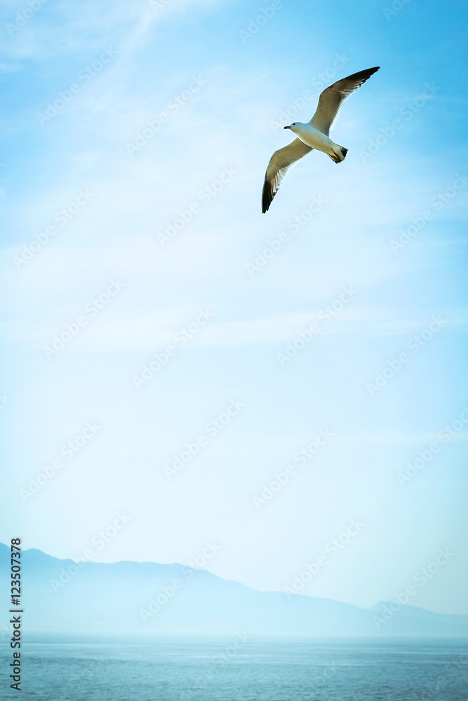 Obraz premium 갈매기 나는 바다
