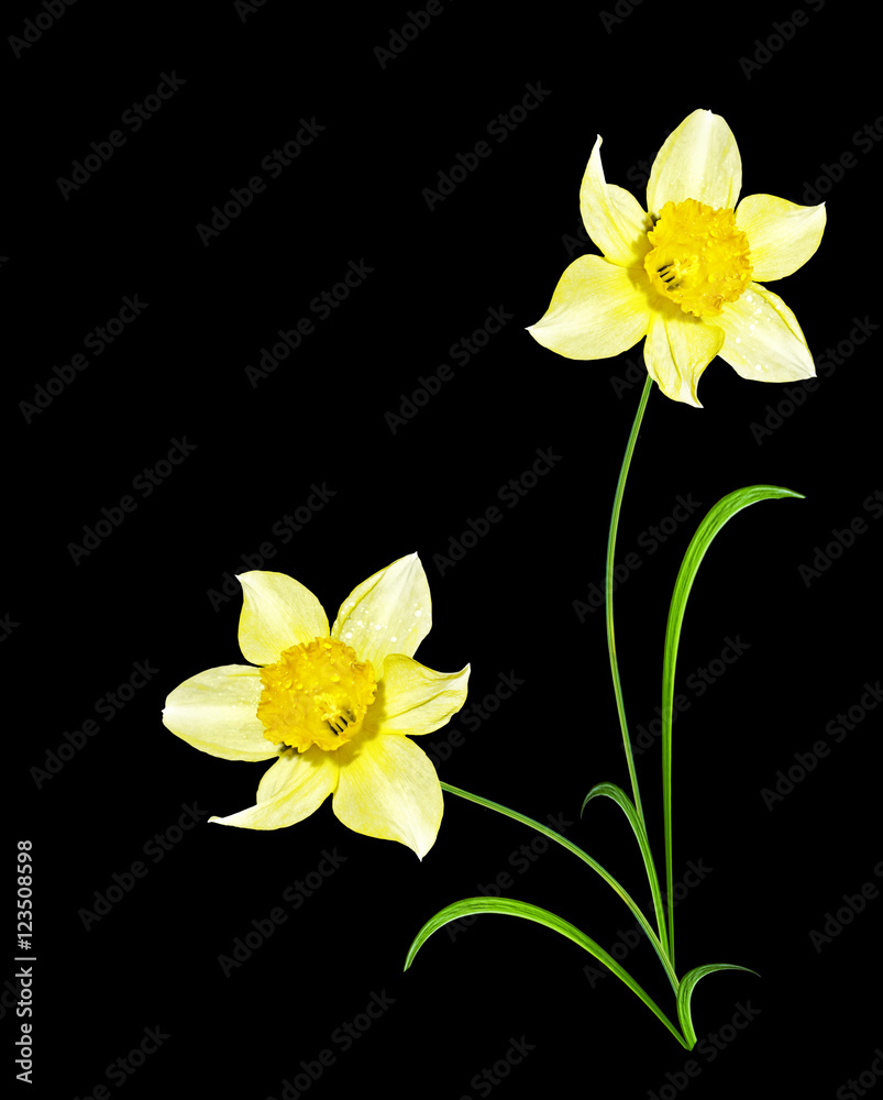 Fototapeta premium spring flowers narcissus isolated on black background