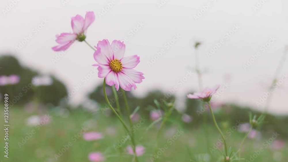 Cosmos Flowers,at Showa Kinen Park,Tokyo,Japan,Filmed in 4K Cosmos Flowers,at Showa Kinen Park,Tokyo,Japan,Filmed in 4K