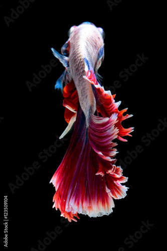 Red and white tail siamese fighting fish half moon , betta fish