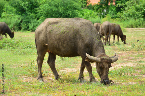 Thailand buffalo Family on his Prairie Plains 5