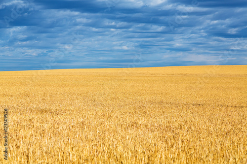 Wheat fields near Billings  Montana on a summer day. 