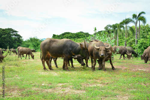 Thailand buffalo Family on his Prairie Plains 3