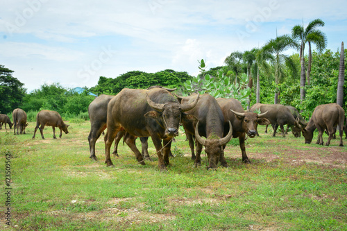 Thailand buffalo Family on his Prairie Plains 2