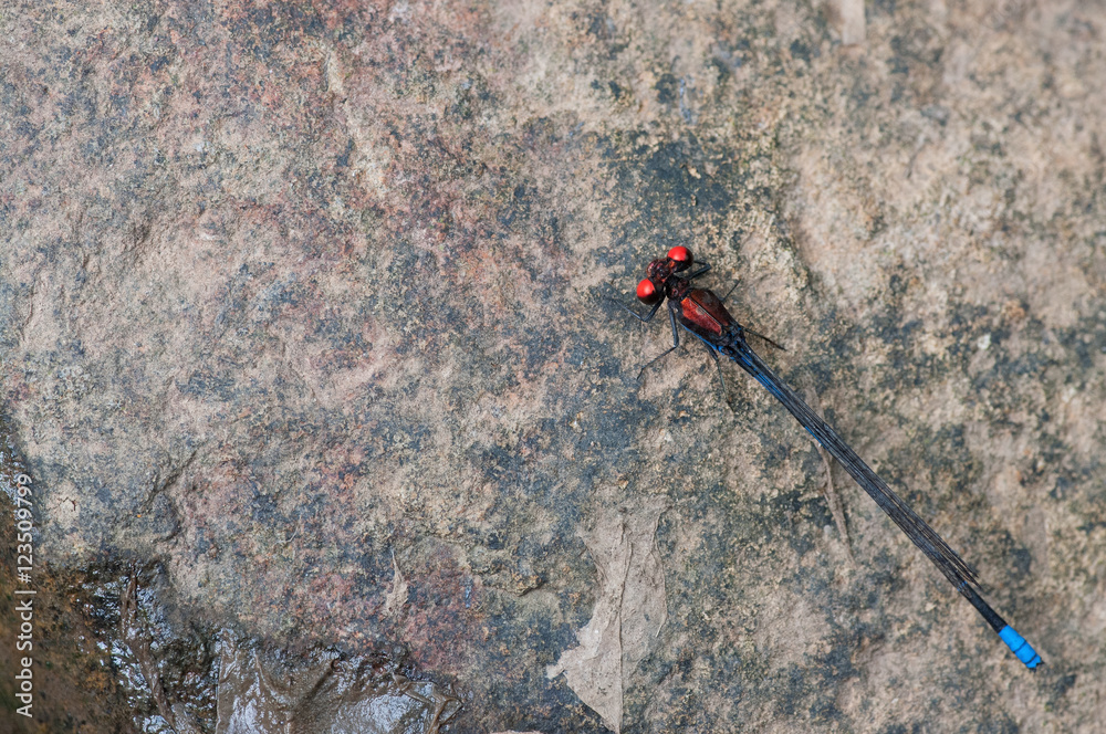 Colors of a damselfly on a rock by a creek. Colors of a damselfly on a rock by a creek.