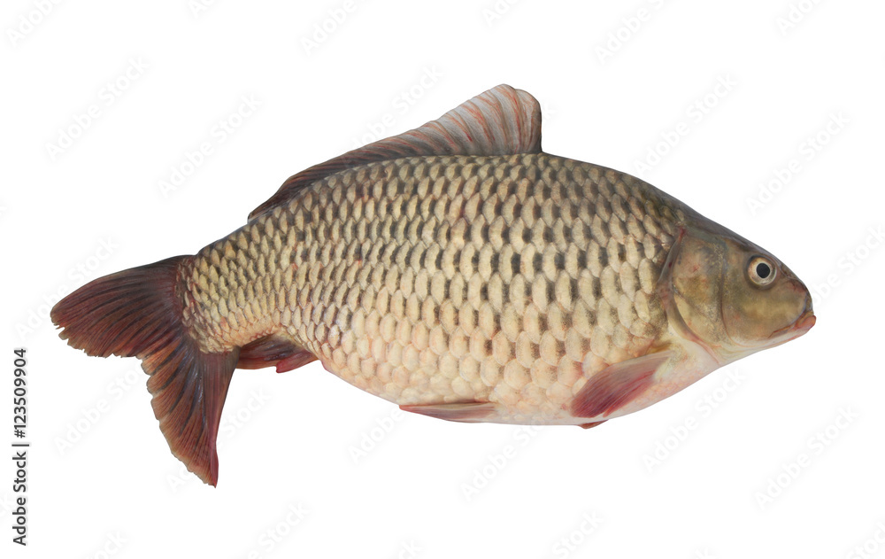 Carp fish isolated on white background