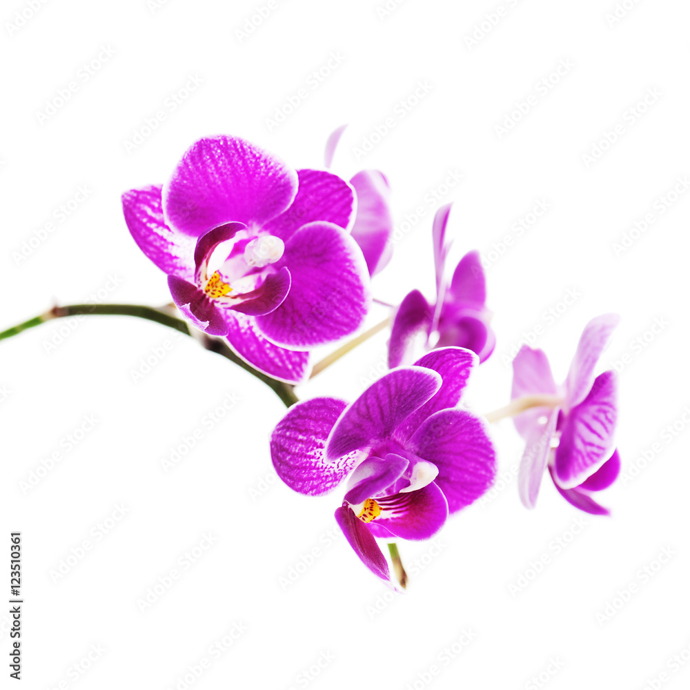 Obraz premium Rare purple orchid isolated on white background. Closeup.