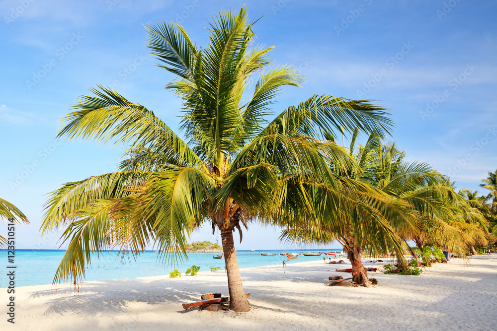 Obraz premium Coconut palm tree on the white sandy beach