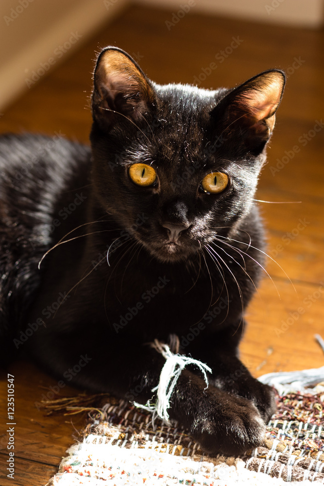 Black cat Bombay gold eyes 